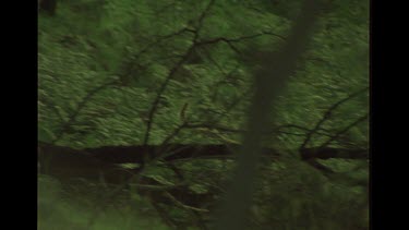 Dingo Walking Through The Bush