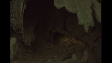 Mother Helping Puppy Into Lair