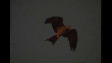 Wedge Tailed Eagle In Flight