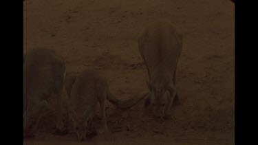 Group Of Kangaroos Drinking