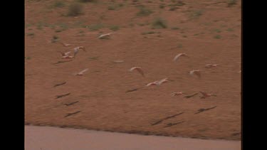 Group Of Galahs Around Watering Hole