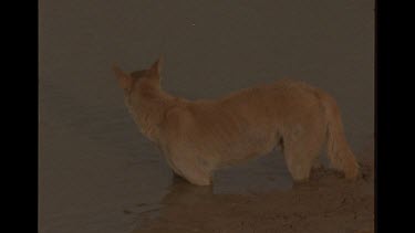 Dingo Drinking At Watering Hole