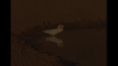 Galahs Drinking At Watering Hole