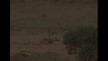 Dingo Attacking Sheep