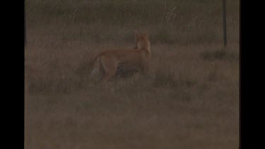 Dingo Standing Over Freshly Killed Sheep