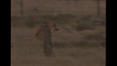 Dingo Attacking Sheep