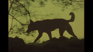 Silhouette Of Dingo Walking In Bush