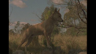 Dingo In The Bush Watching