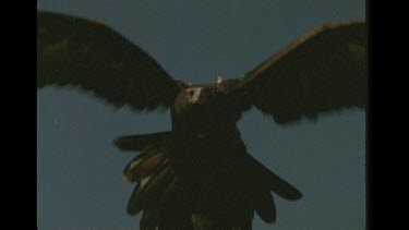 Wedge Tailed Eagle In Flight