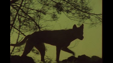 Dingo In The Bush