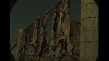 Dried Dingo Carcass