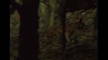 Dingo In The Bush