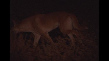 Dingo Hunting At Night