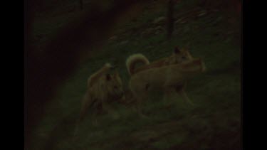 Three Dingo Walking Through Bush Antagonizing Each Other