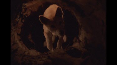 Female Dingo In Tree Trunk Lair