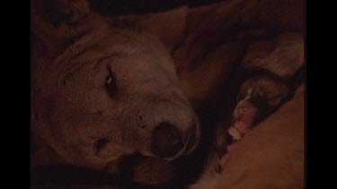 Female Dingo In Tree Trunk Lair Sleeping With Her Newborn Pups