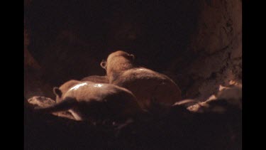 Close Up Of Dingo Puppies Sleeping