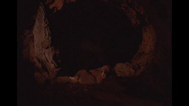 Female Dingo In Tree Trunk Lair Returning To Her Newborn Pups