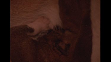 Dingo Puppy Feeding On Mother's Milk