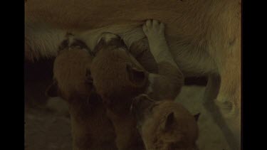 Dingo Puppy's Feeding On Mother's Milk