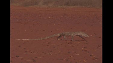 Goanna Walking On The Ground