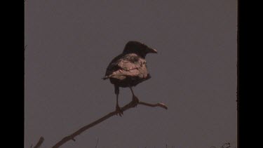 Crow Close Up In The Tree