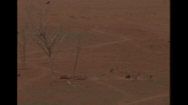 Two Dingo Dogs Fight Over Carcass