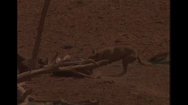 Dingo Tearing At Kangaroo Carcass
