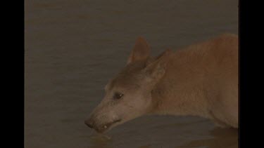 Dingo Drinking At Watering Hole