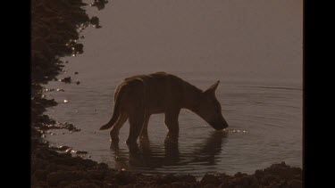 Dingo Drinking At Watering Hole