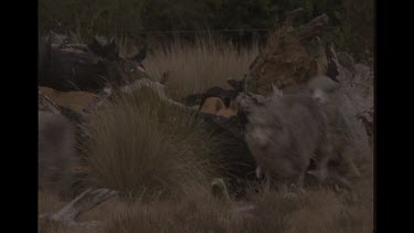 Dingo Chasing Sheep