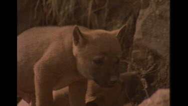 Dingo Puppy Chewing On Branch Outside Lair
