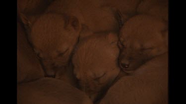Cute Close Up Shot Of Pack Of Puppy Dingoes Sleeping