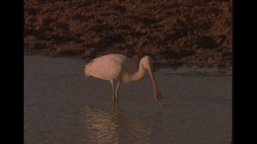 Spoonbill Drinking Water