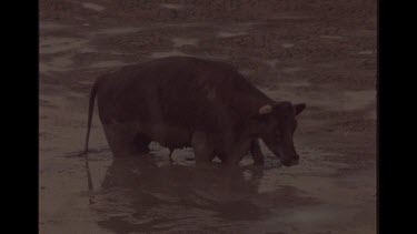 Cow Drinking In Muddy Watering Hole