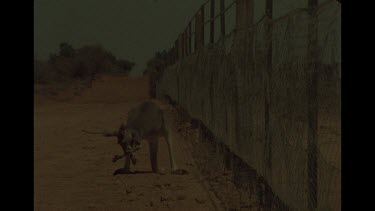Kangaroo At Outback Fence Built To Keep Out Dingo Dogs