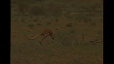 Big Red Kangaroo In Australian Outback