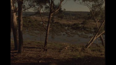 Two Dingo Running In The Bush