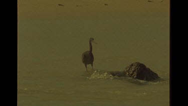 Wader Bird In the Water Standing On Rock