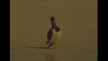 Bird Preening Itself By Waters Edge