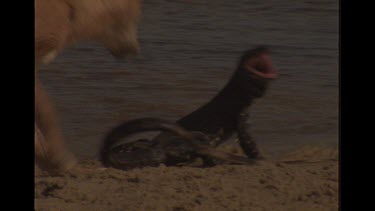 Two Dingo Attacking A Goanna