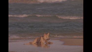 Dingo Lying In The Shoreline Of Ocean