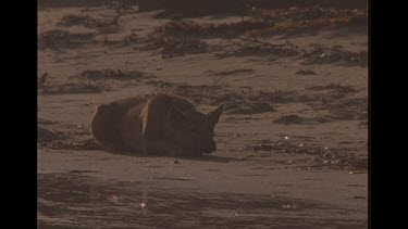 Dingo Lying In The Shoreline Of Ocean Ready To Pounce