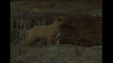 Lone Dingo Puppy Frightened to Cross Creek