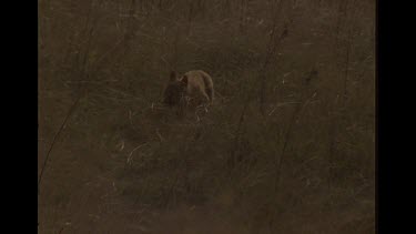 Lone Dingo Puppy In Tall Grass