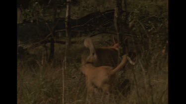 Two Dingo With One Carrying Dead Rabbit In It's Mouth