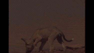 Emaciated Dingo Pup Drinking At Farm Watering Hole