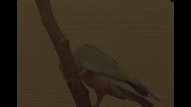 Galah Having A Drink At Waters Edge