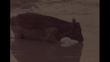 Cow Trying To Drink Muddy Drying Water At Station Watering Hole