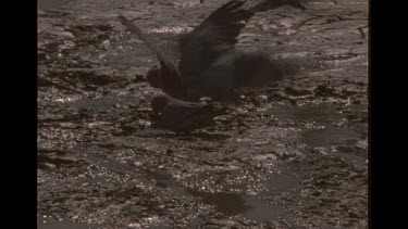 Group Of Galahs Drinking From Muddy Water